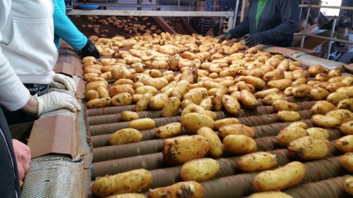 Παραγωγή κυπριακής πατάτας